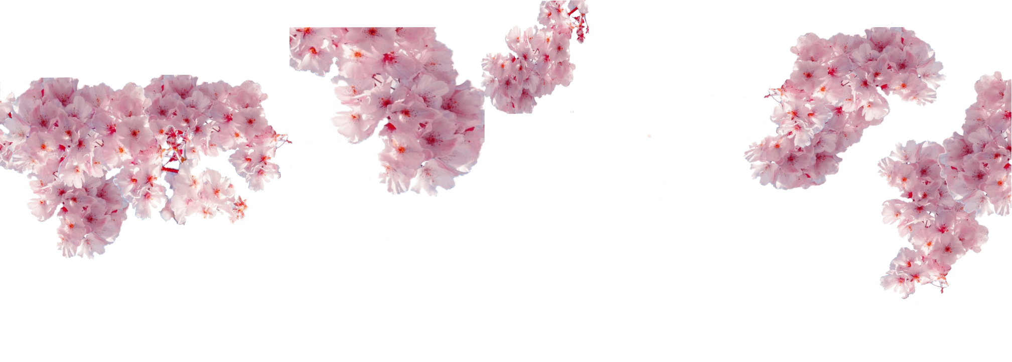 fleure de Sakura